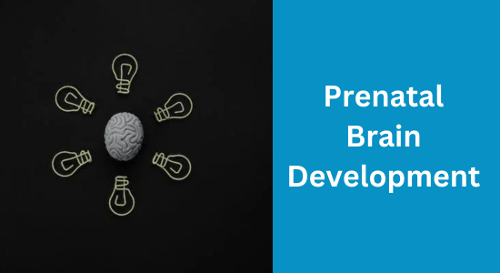 Prenatal Brain Development